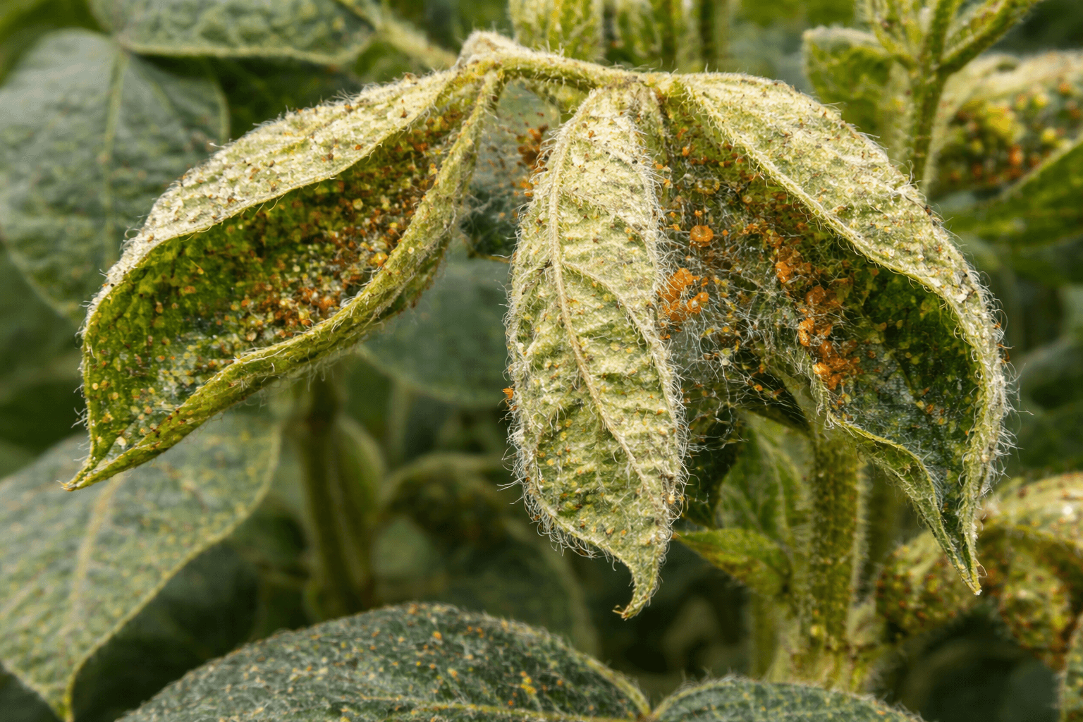 The disease causes the leaves of the vegetable plant to curl downwards.