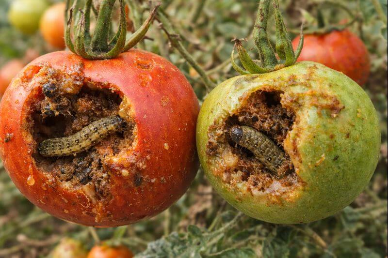 Organic medicine for fruit borer
