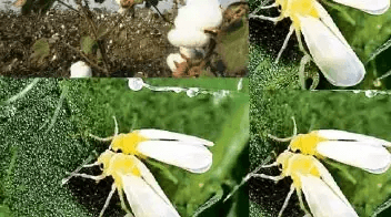 Whiteflies are insect pests that damage vegetable crops