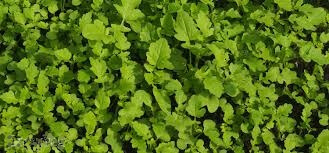 Green Manure Compost for Crops