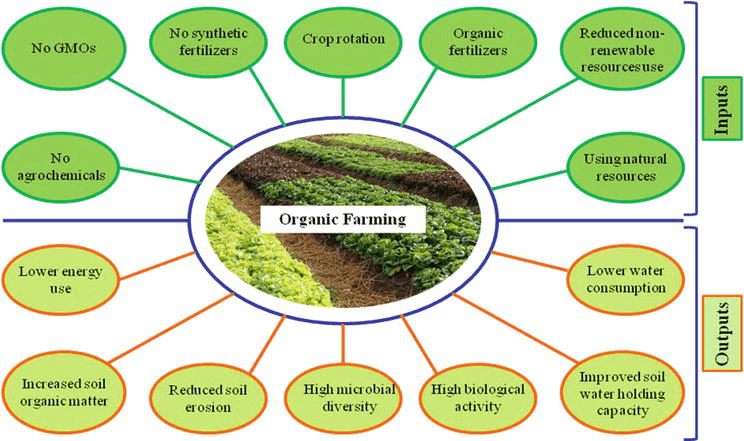 Best use of organic fertilizer for vegetables Crops