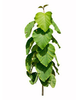 Wholesale Vermicompost Manure