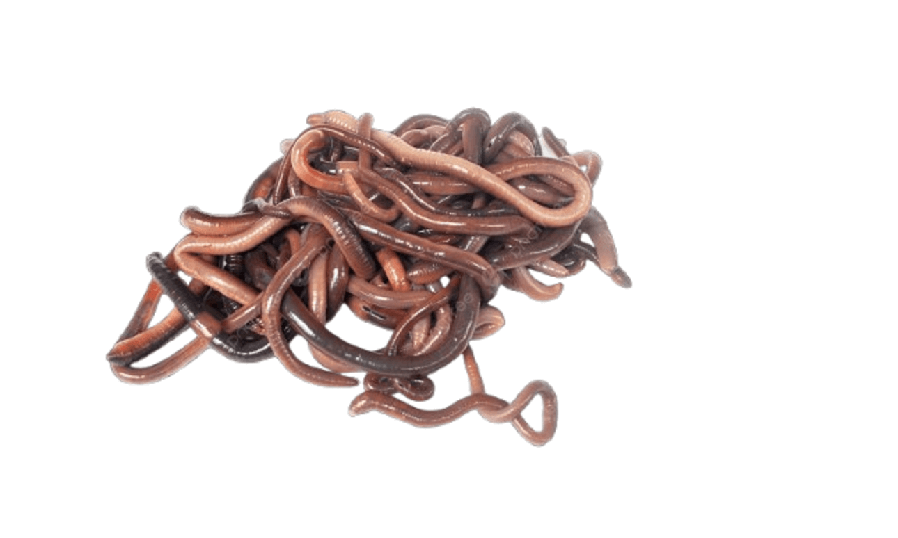 केंचुआ खाद (वर्मीकम्पोस्ट) कैसे बनाये