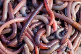 Earth worms bulk suppliers for vermicompost