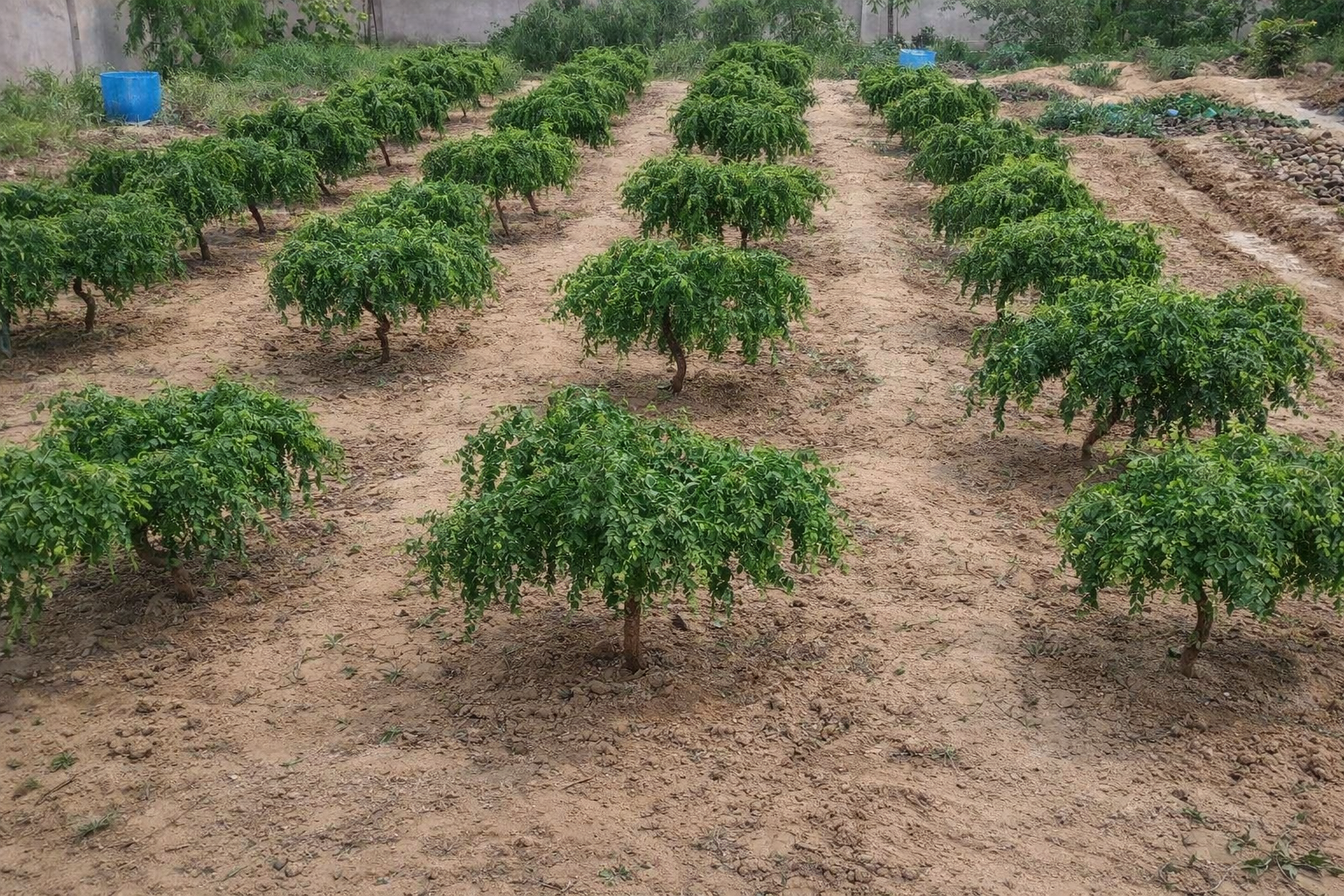 Types of organic farming, major benefits, and its importance