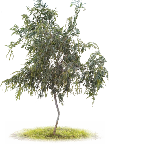 High-Quality Organic Fertilizer Supply in Bulk