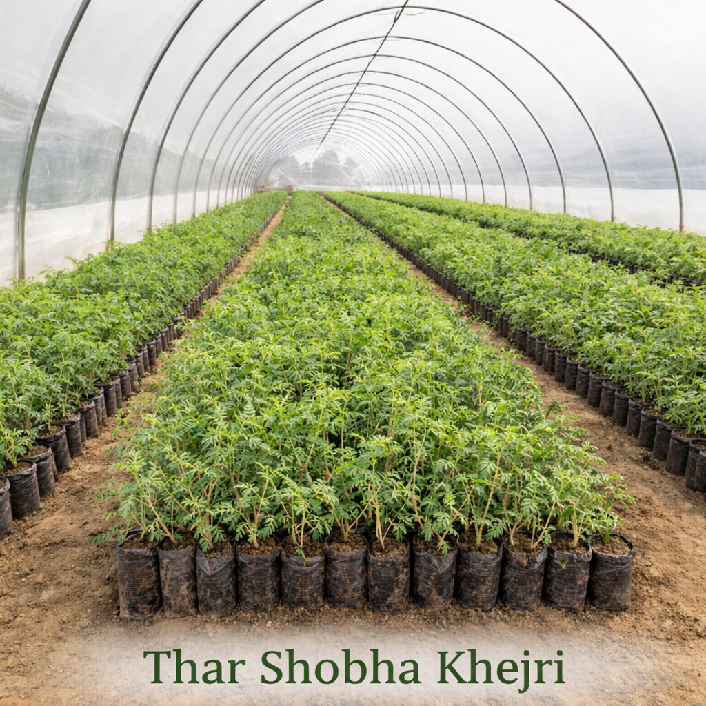 थार शोभा खेजड़ी कहां मिलेगी?