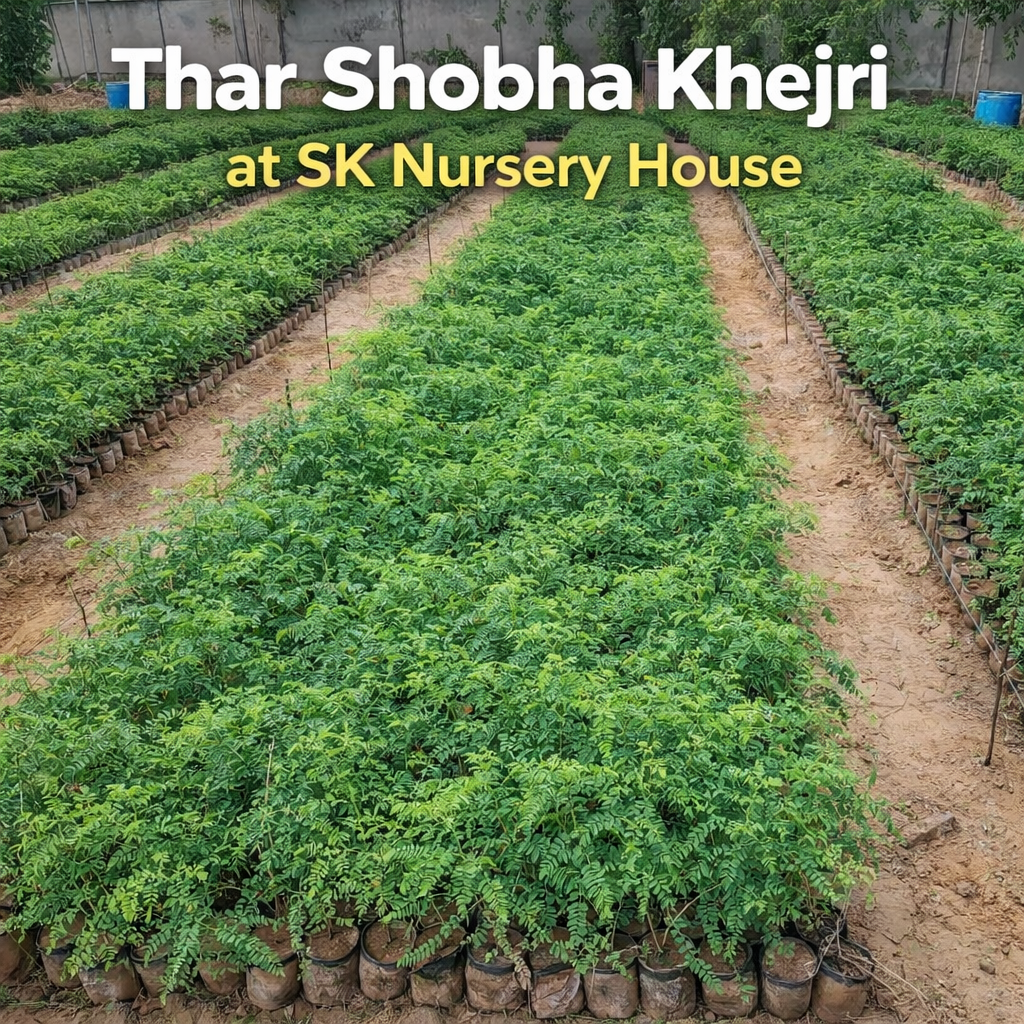Thar Shobha Khejadi in Bulk at SK Nursery House Bikaner