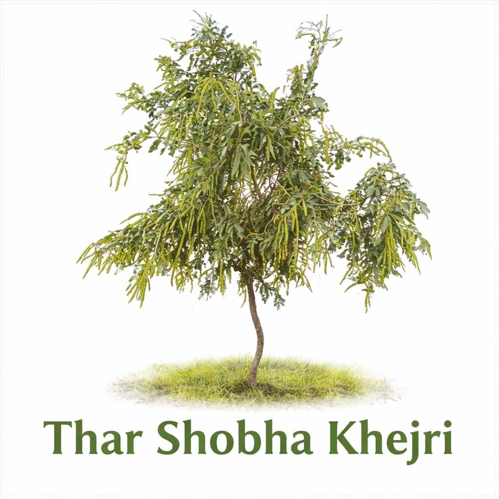 thar shobha khejari for sangari