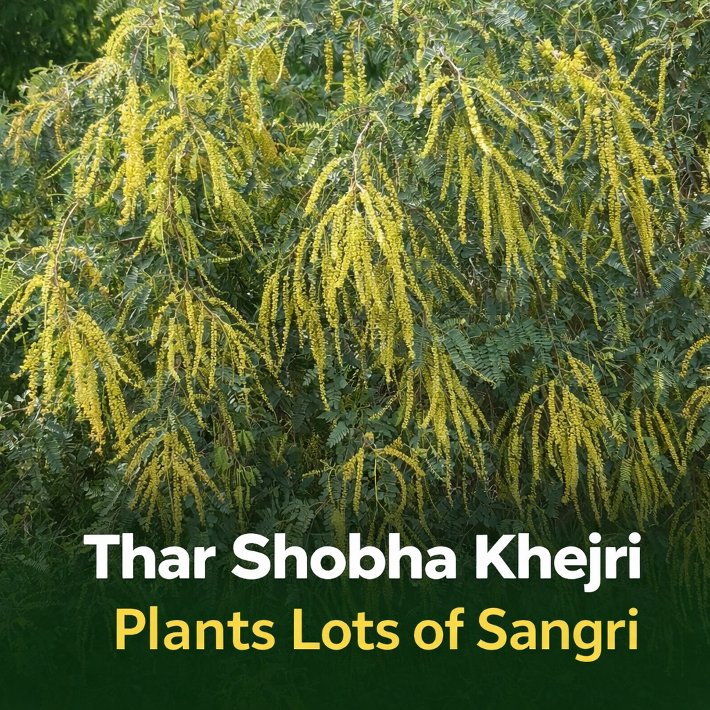 thar shobha khejari for sangari