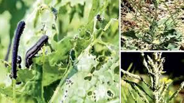 Organic Brahmos attack on crops pests