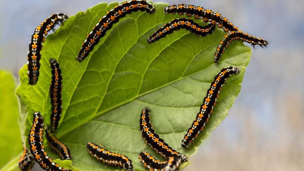 Attributes of Organic Pesticides