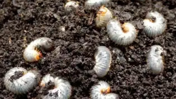 organic pesticide for goja lat