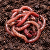 Buy earthworms to make vermicompost