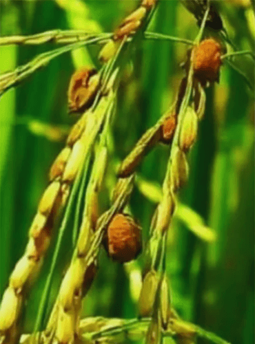 जैविक शक्ति फसल में फंगस के प्रसार को कम करता है।