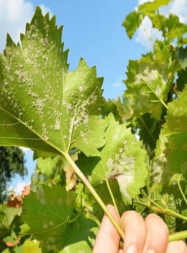 Shakti All-in-One Fungicide utilizes nature's biological power to control fungal diseases.